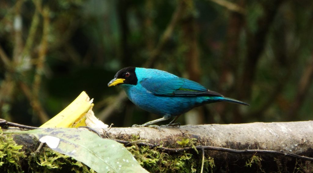 avistamiento de aves en buga